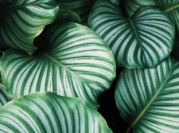green stripped tropical plant leaves